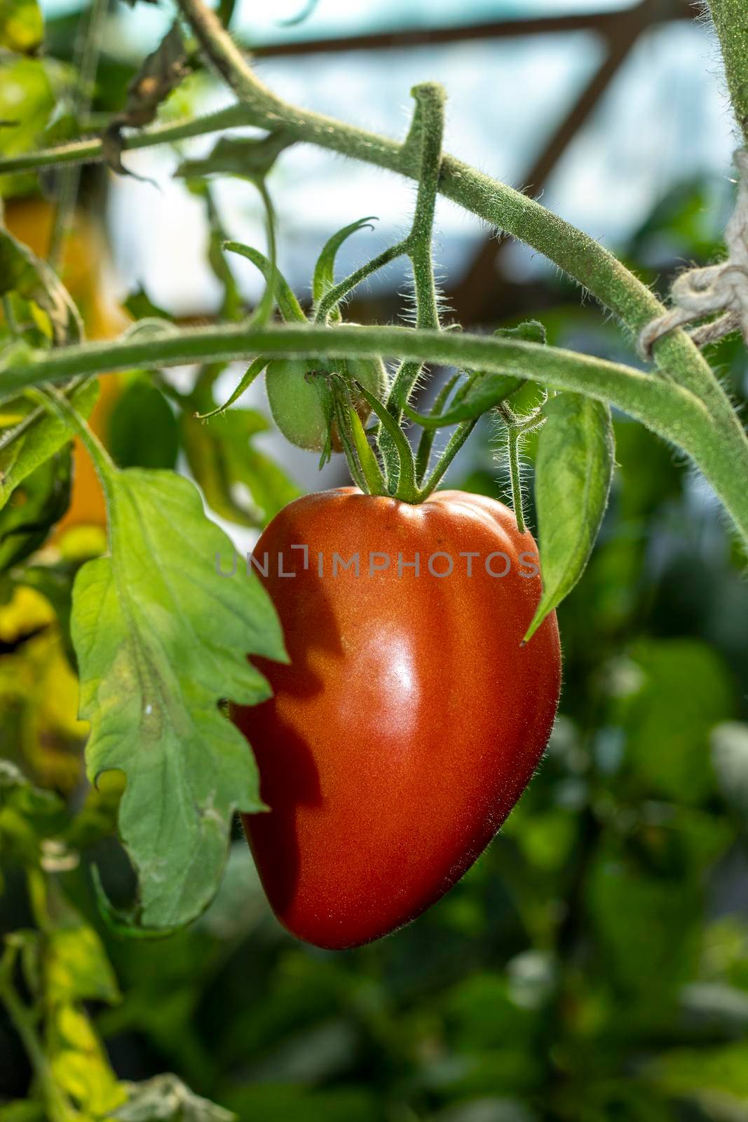 A long tomato on the branch ready to turn red in the greenhouse by bybyphotography