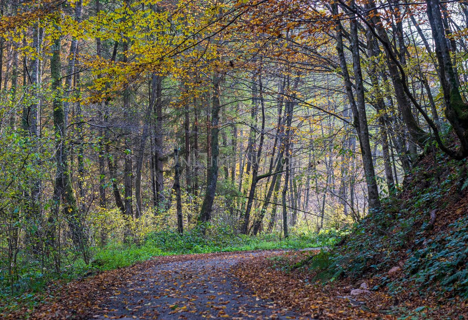 A pasture inside a colorful forest by bybyphotography