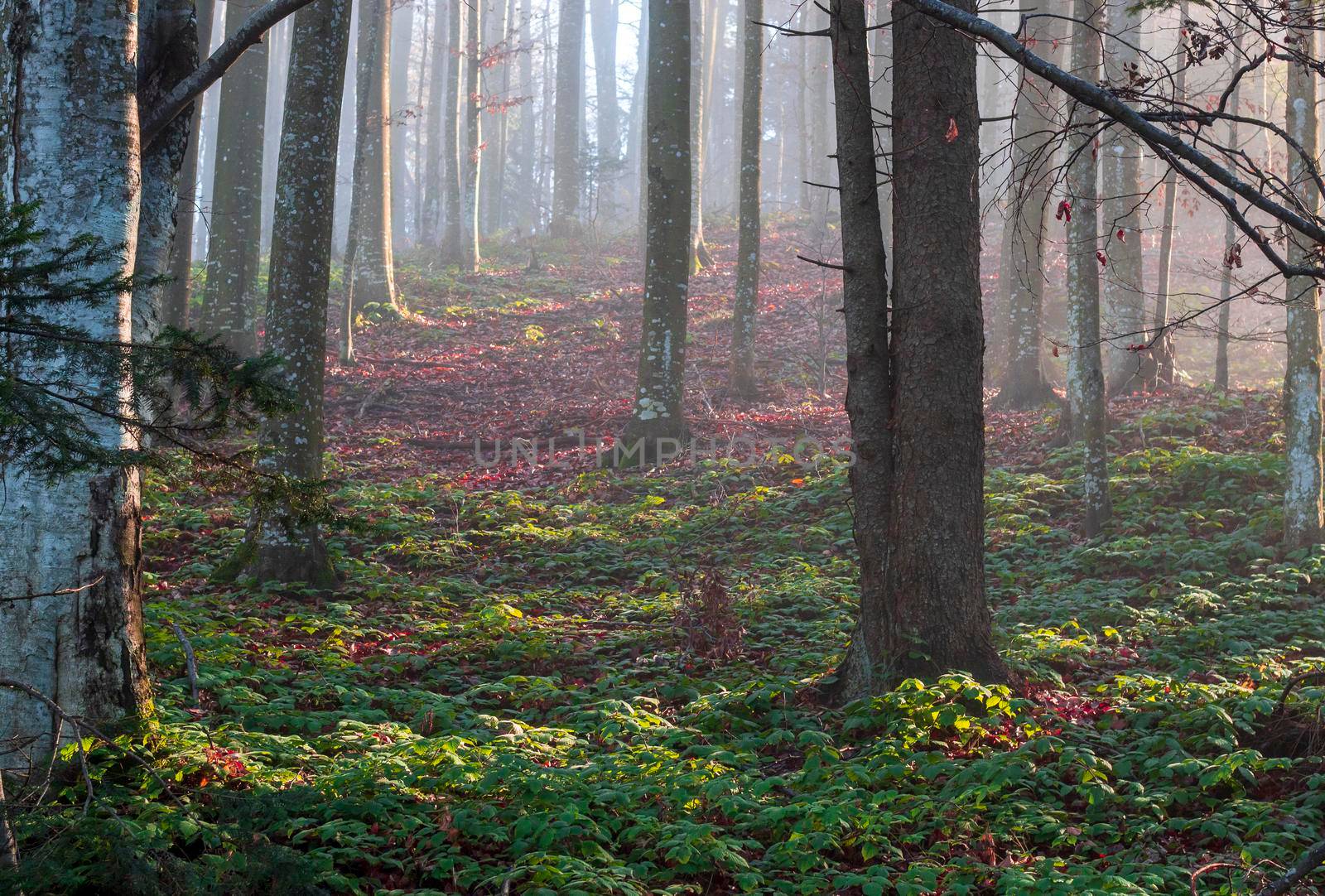 A pasture leads to the colorful forest by bybyphotography