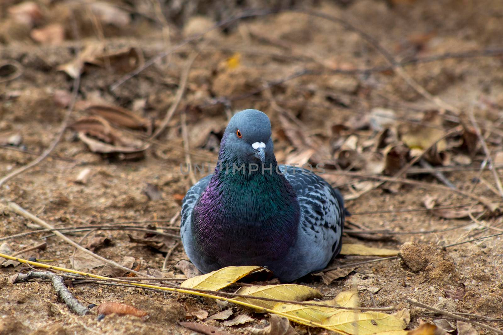 A pigeon sitting on the cold autumn ground