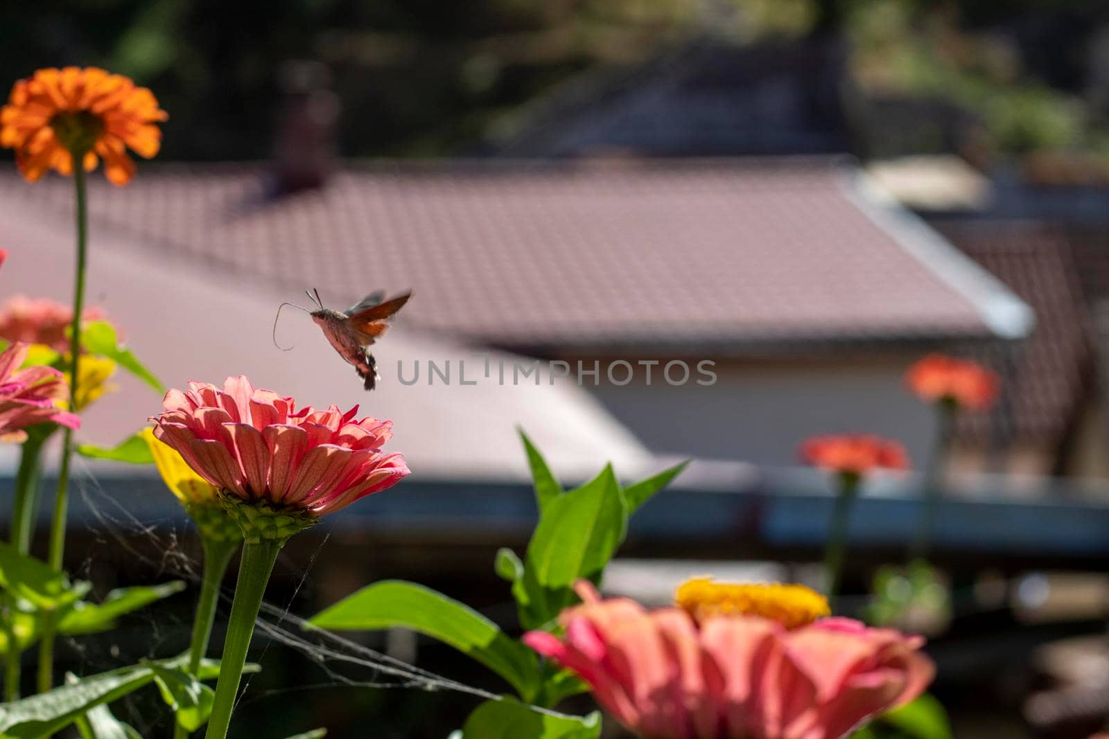 A pollinator taking flight from the autumn flowers by bybyphotography