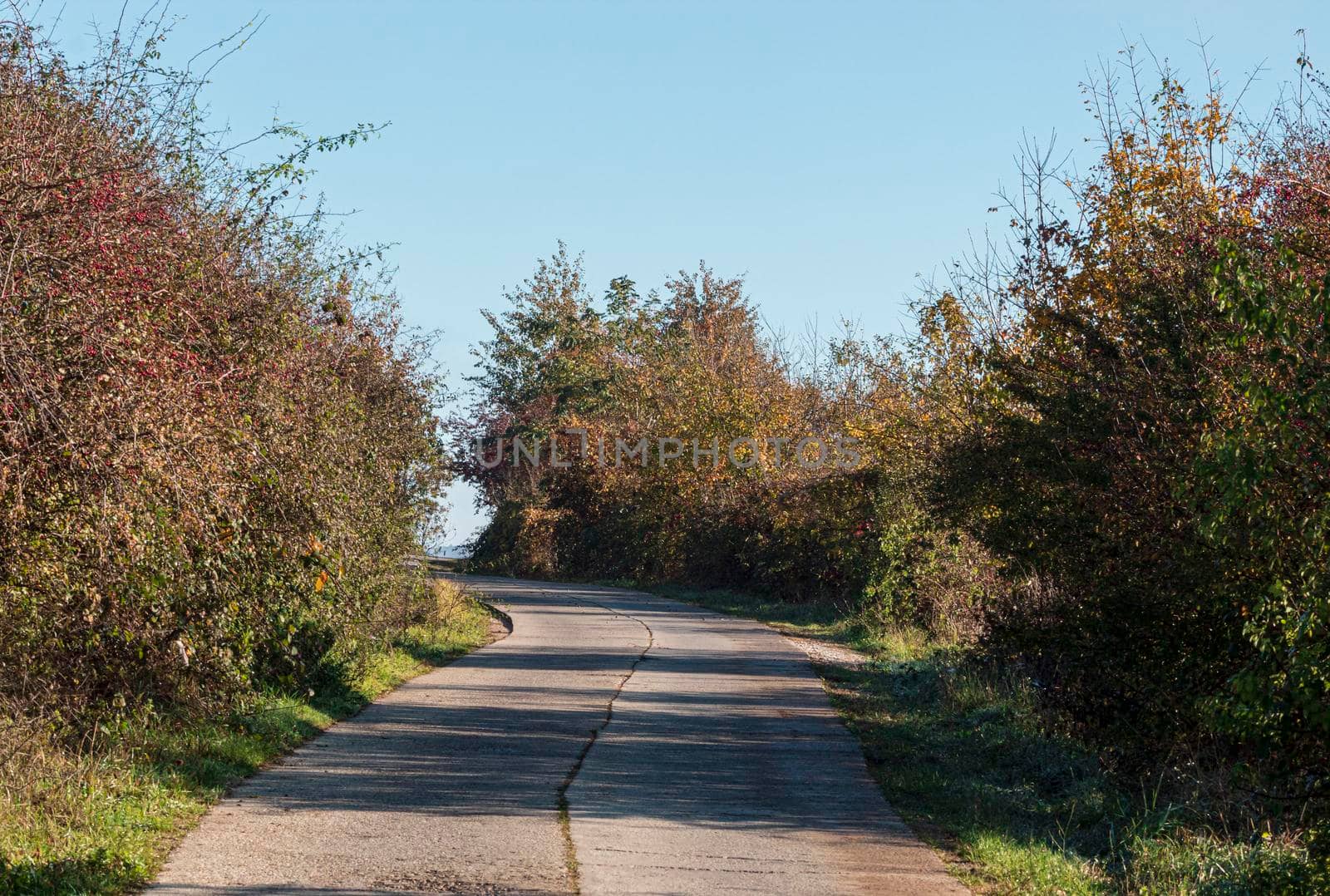 A road above the city, surrounded by bushes