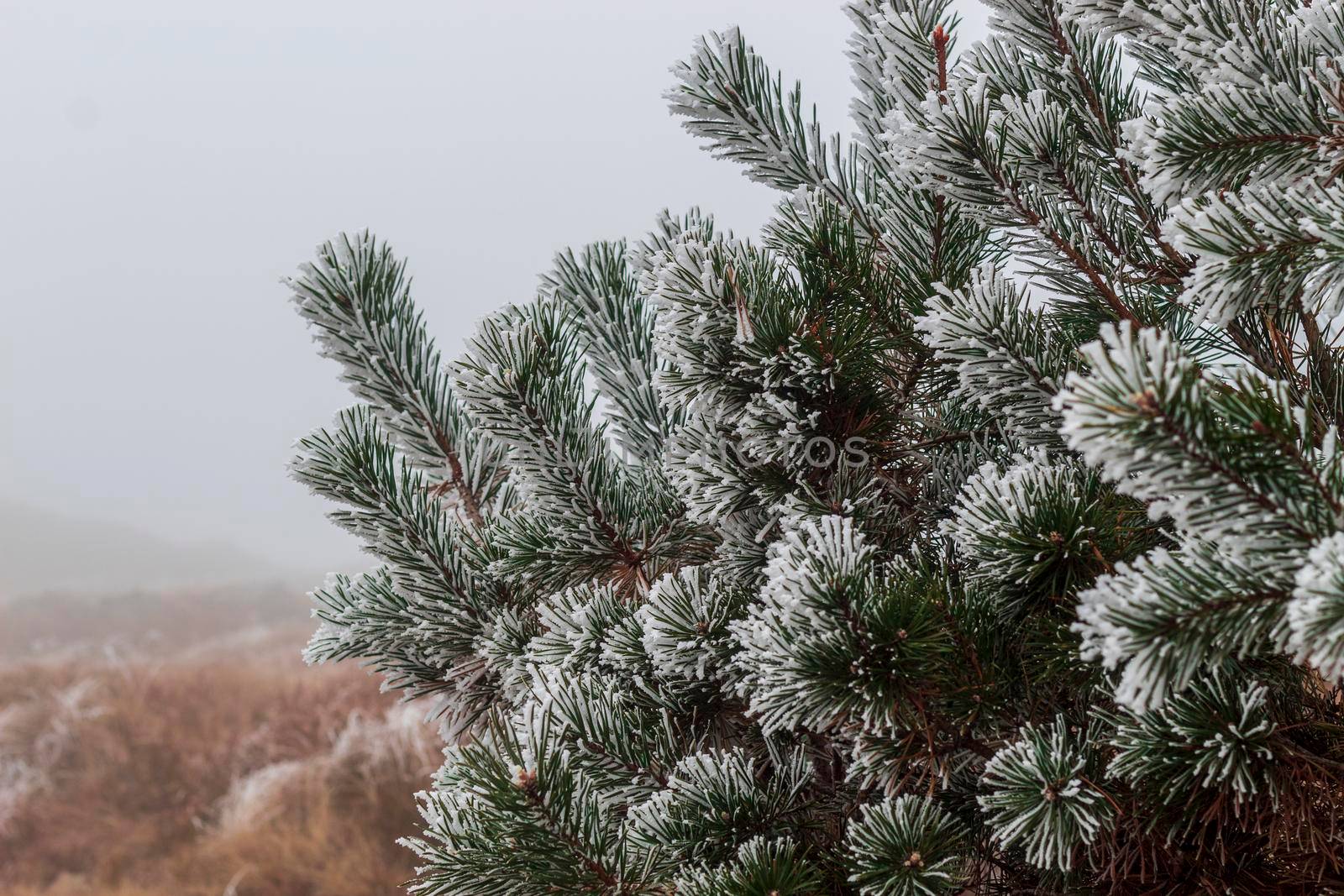 A snow covered fir tree, on the mountain surrounded by fog