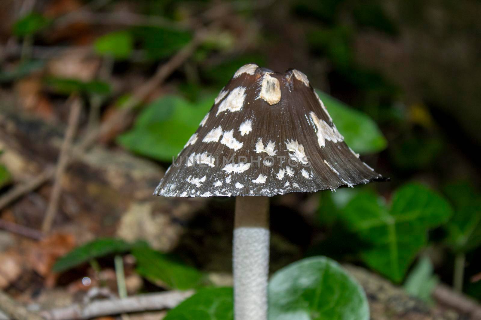 A strange brown mushroom with white spots