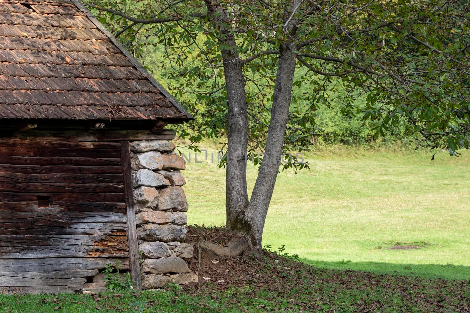 An old cottage and a walnut tree in a forest