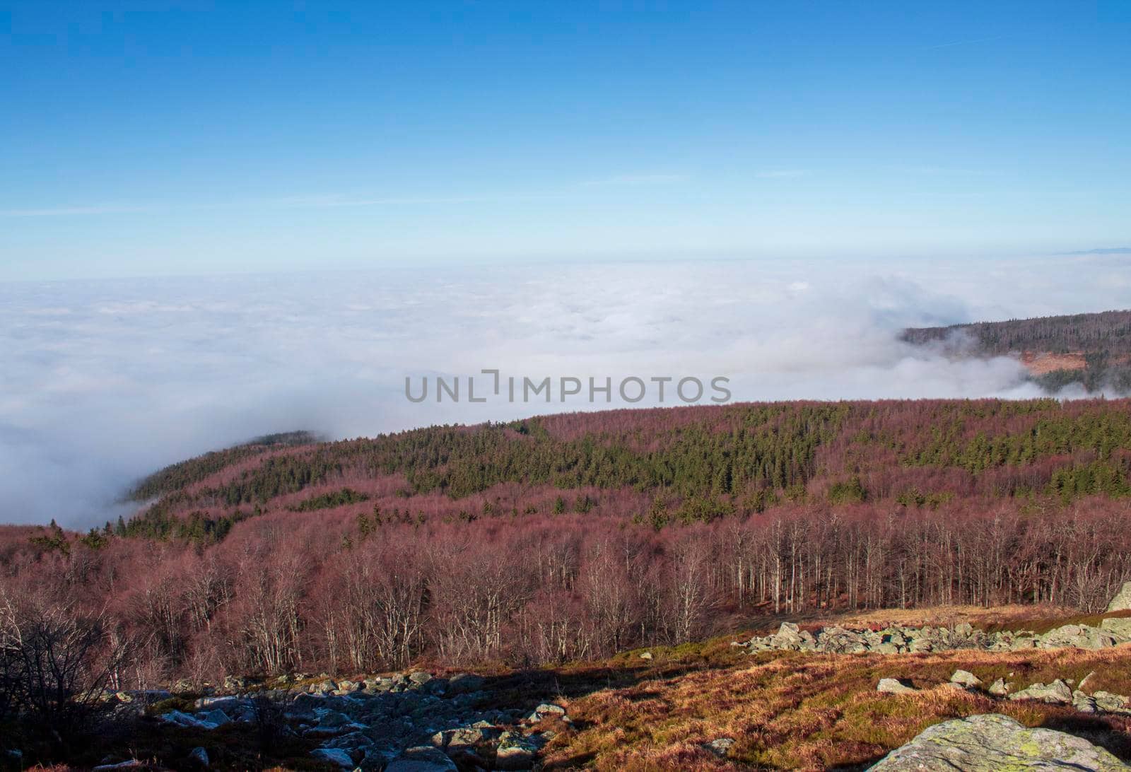 An old forest covered with autumn, with fog over it, seen from a mountain by bybyphotography