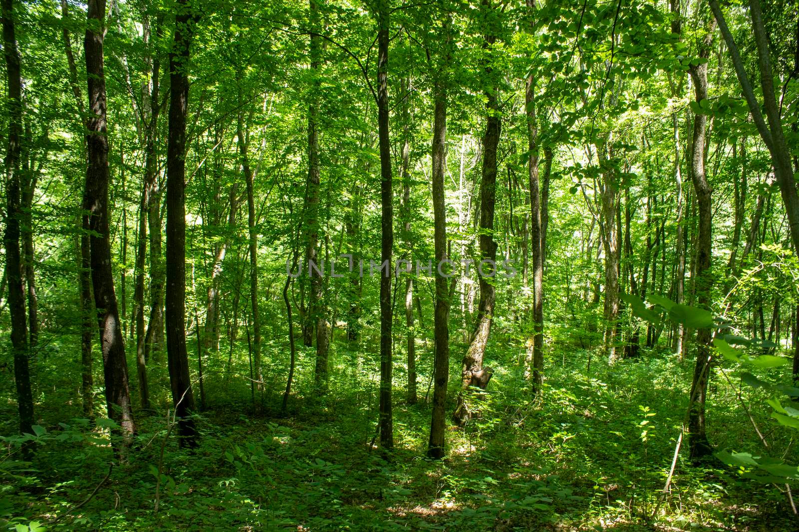 An old forest with very tall trees full of greenery