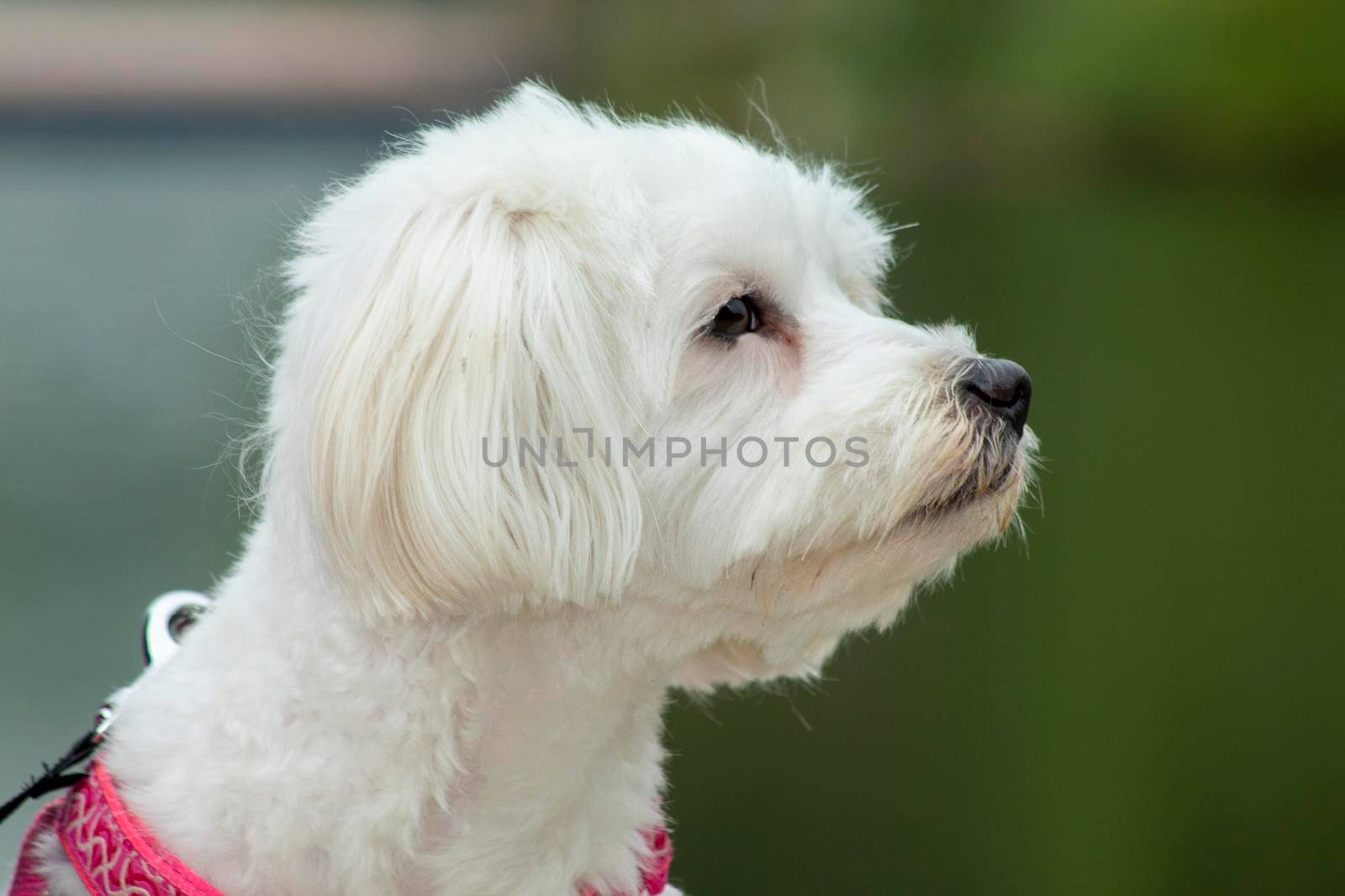 Beautiful bichon maltese dog looking sideways by bybyphotography