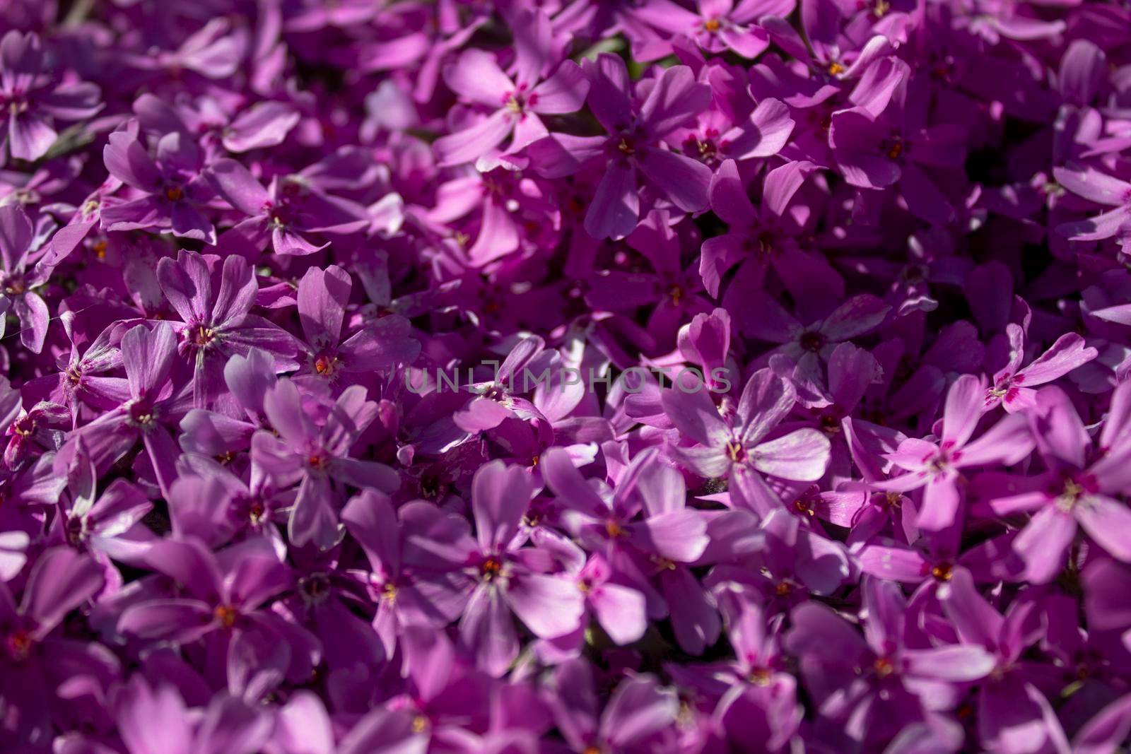 Beautiful mini violet flowers background