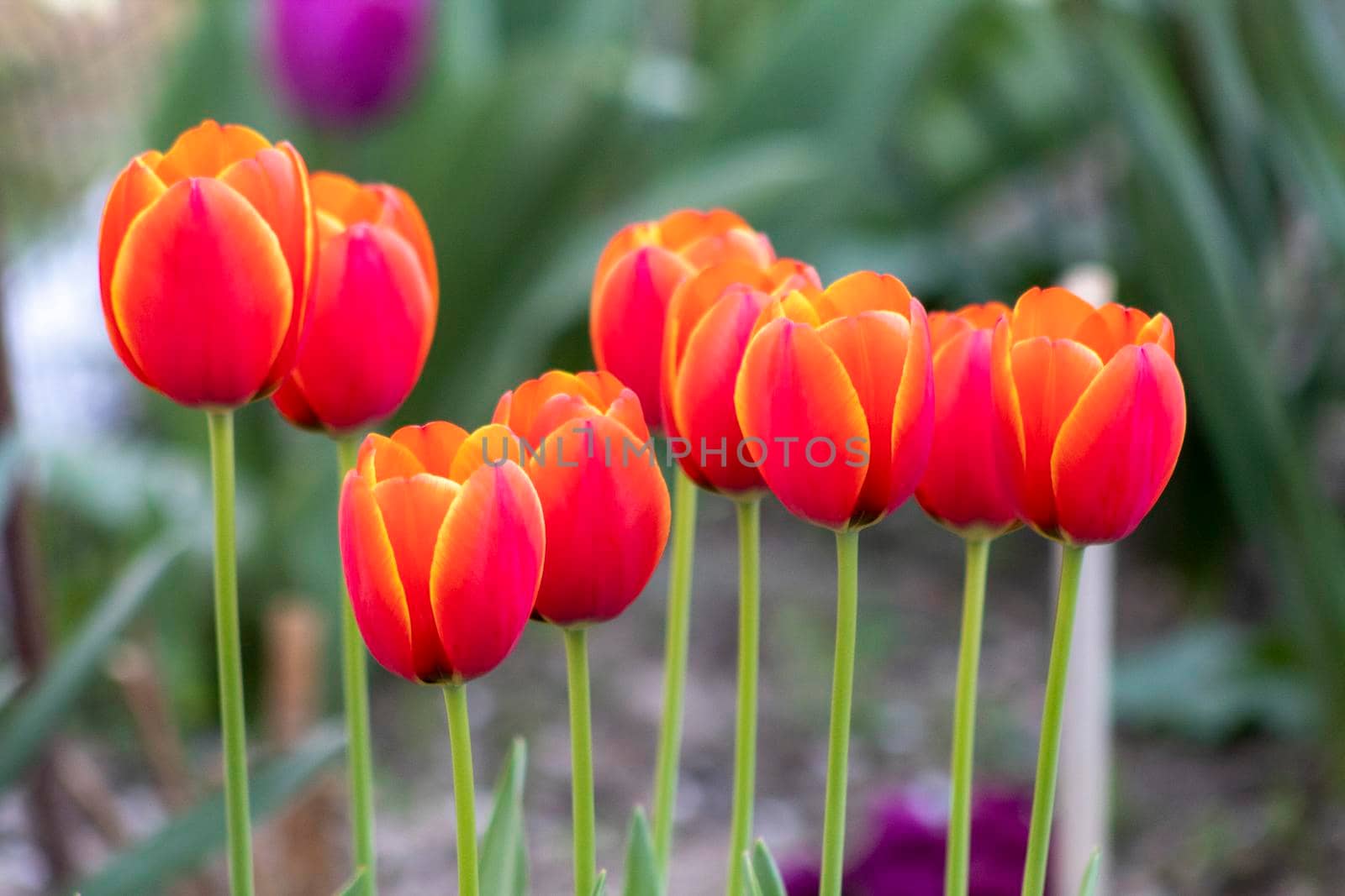 Beautiful spring orange tulip flowers background