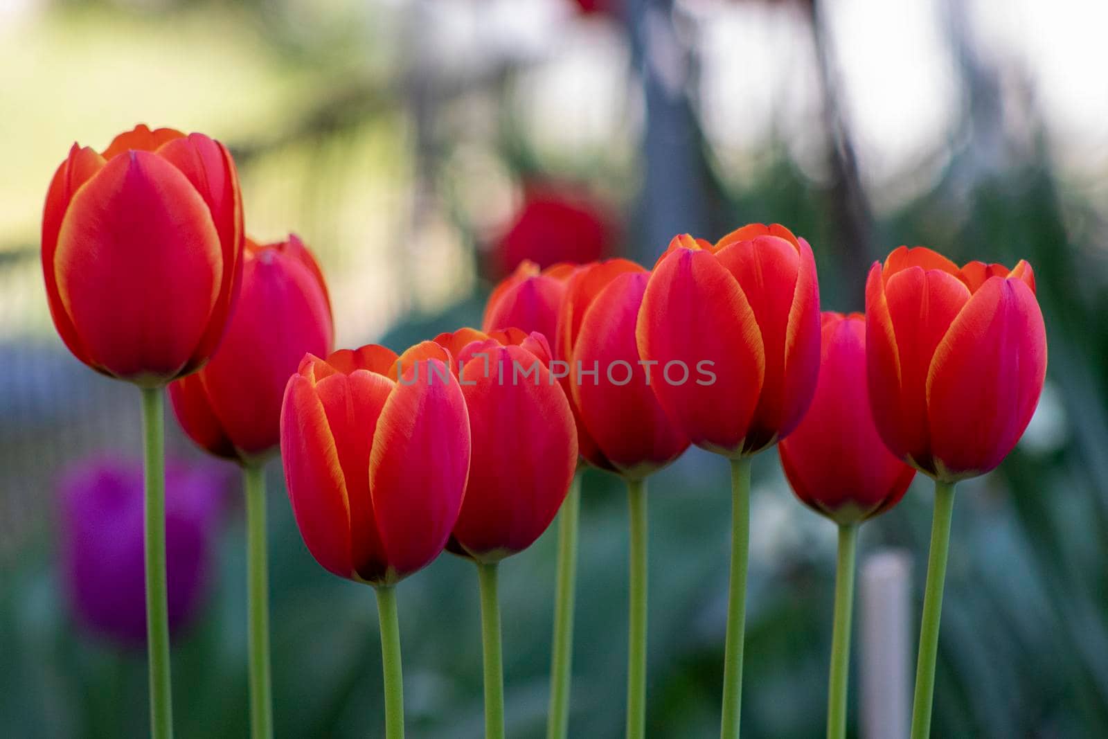 Beautiful spring red flowers background by bybyphotography