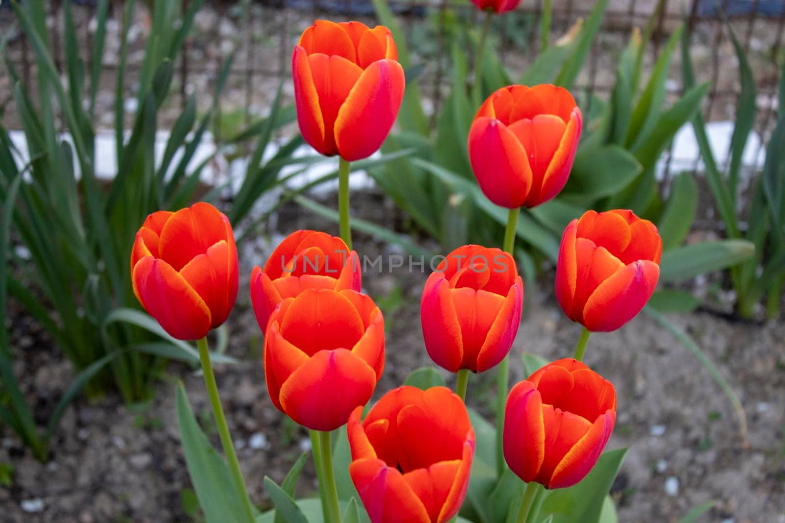 Beautiful spring red flowers background by bybyphotography