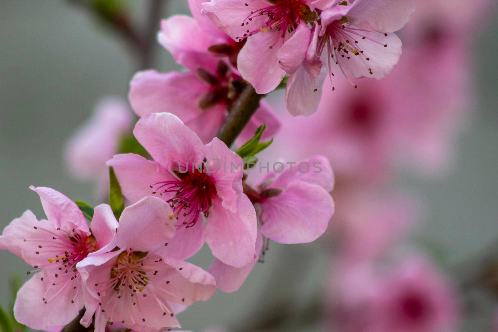 Beautiful zoom pink flowers background by bybyphotography