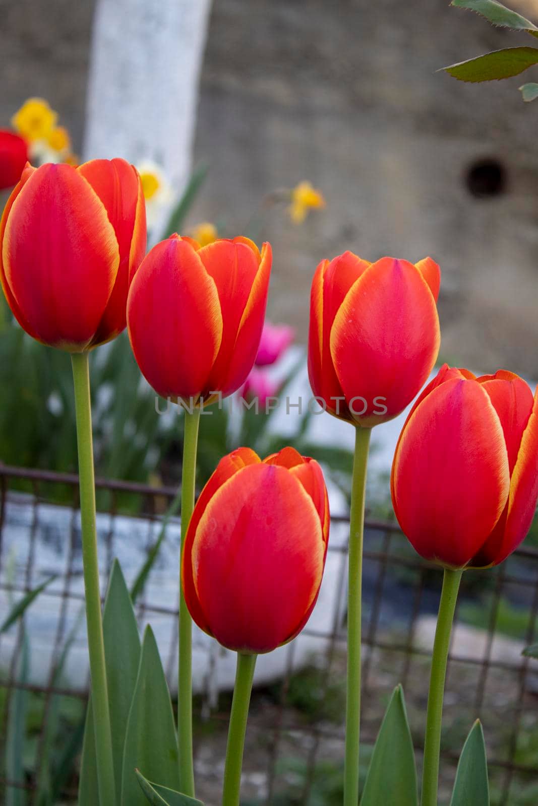 Beautiful spring red flowers background by bybyphotography