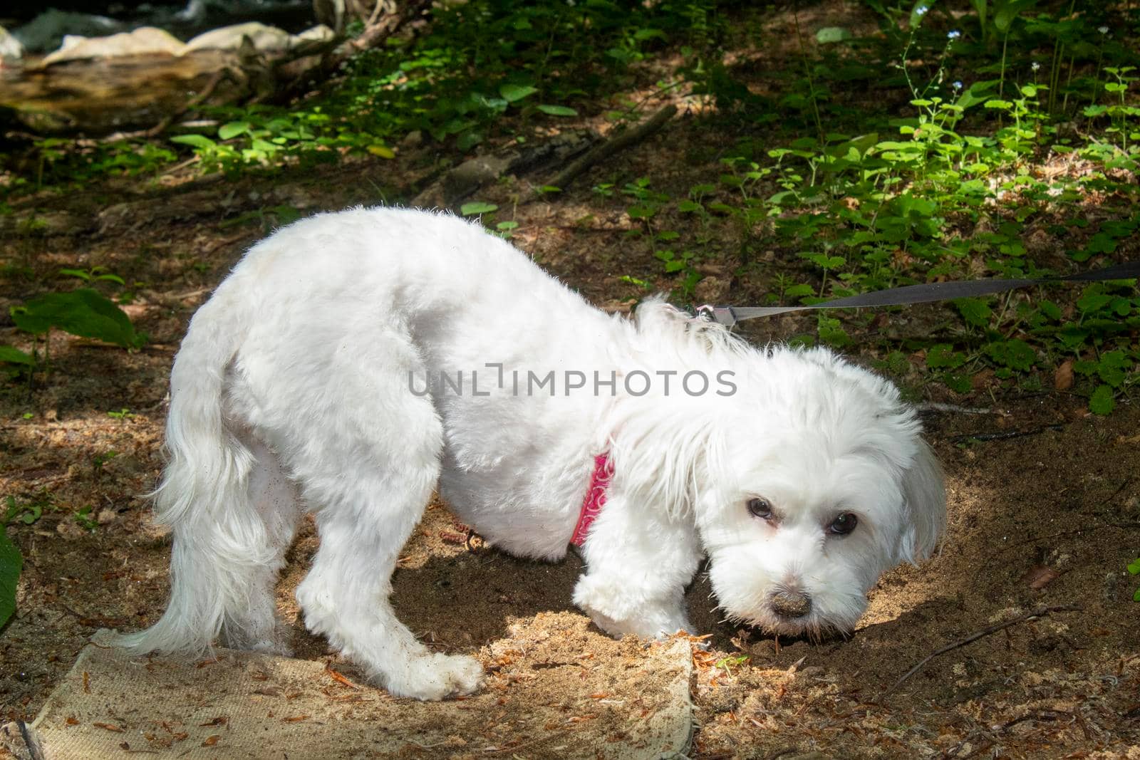 Bichon Maltese digging sand in the forest by bybyphotography