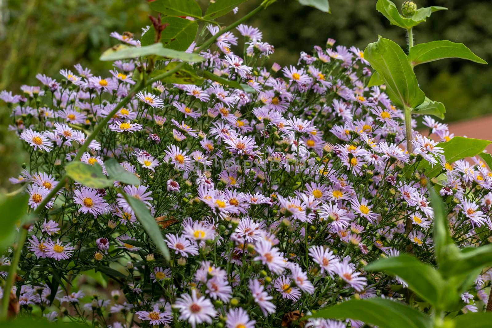 Chamomile flowers on the garden fence