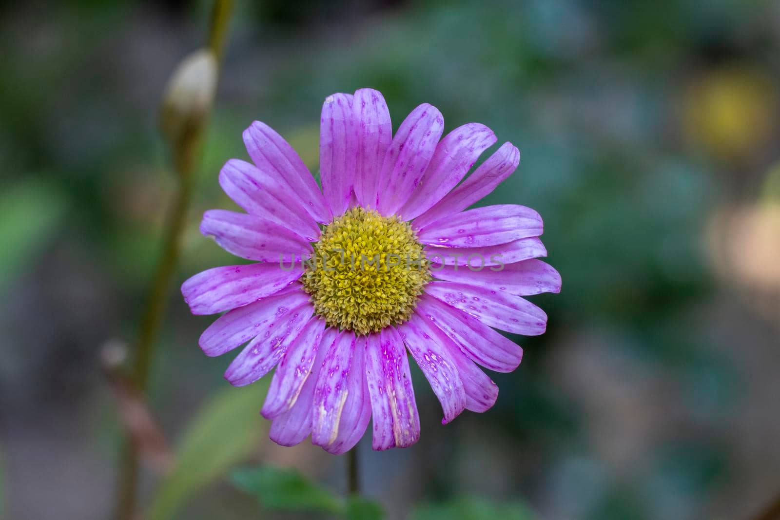 Closeup violet chrysanthemum flower background by bybyphotography