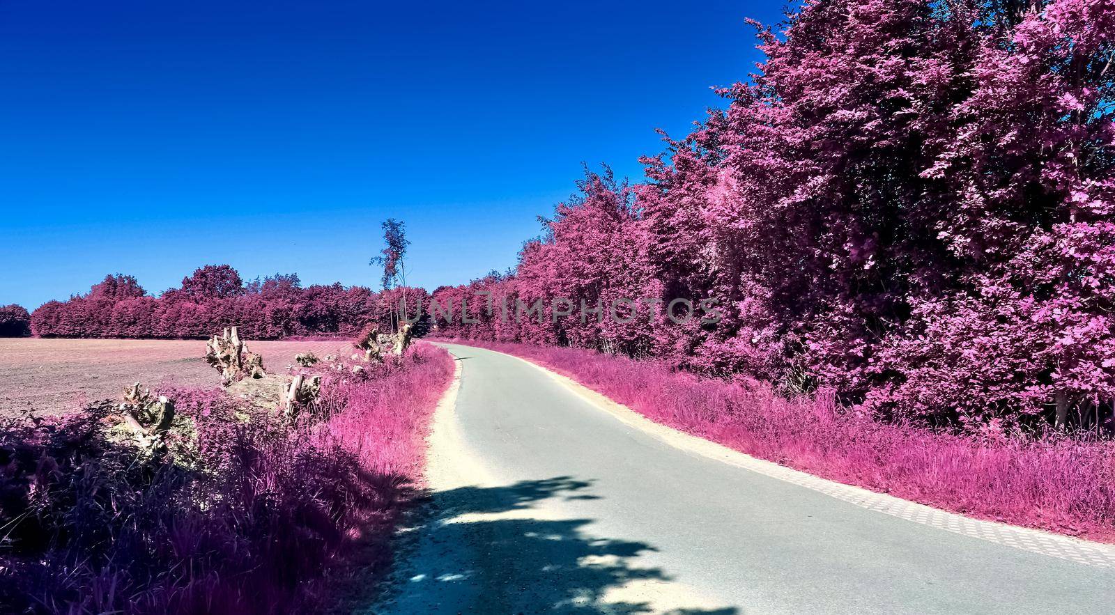 Beautiful purple infrared landscape with a magical look in high resolution