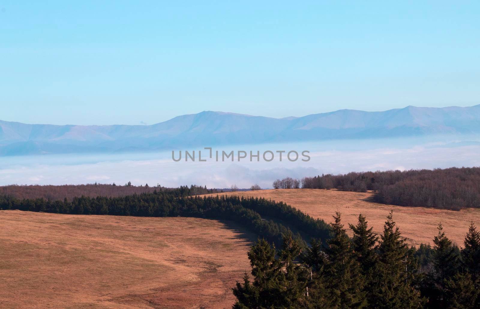 Fir trees surrounded by dry land, with a view of the mountains surrounded by fog