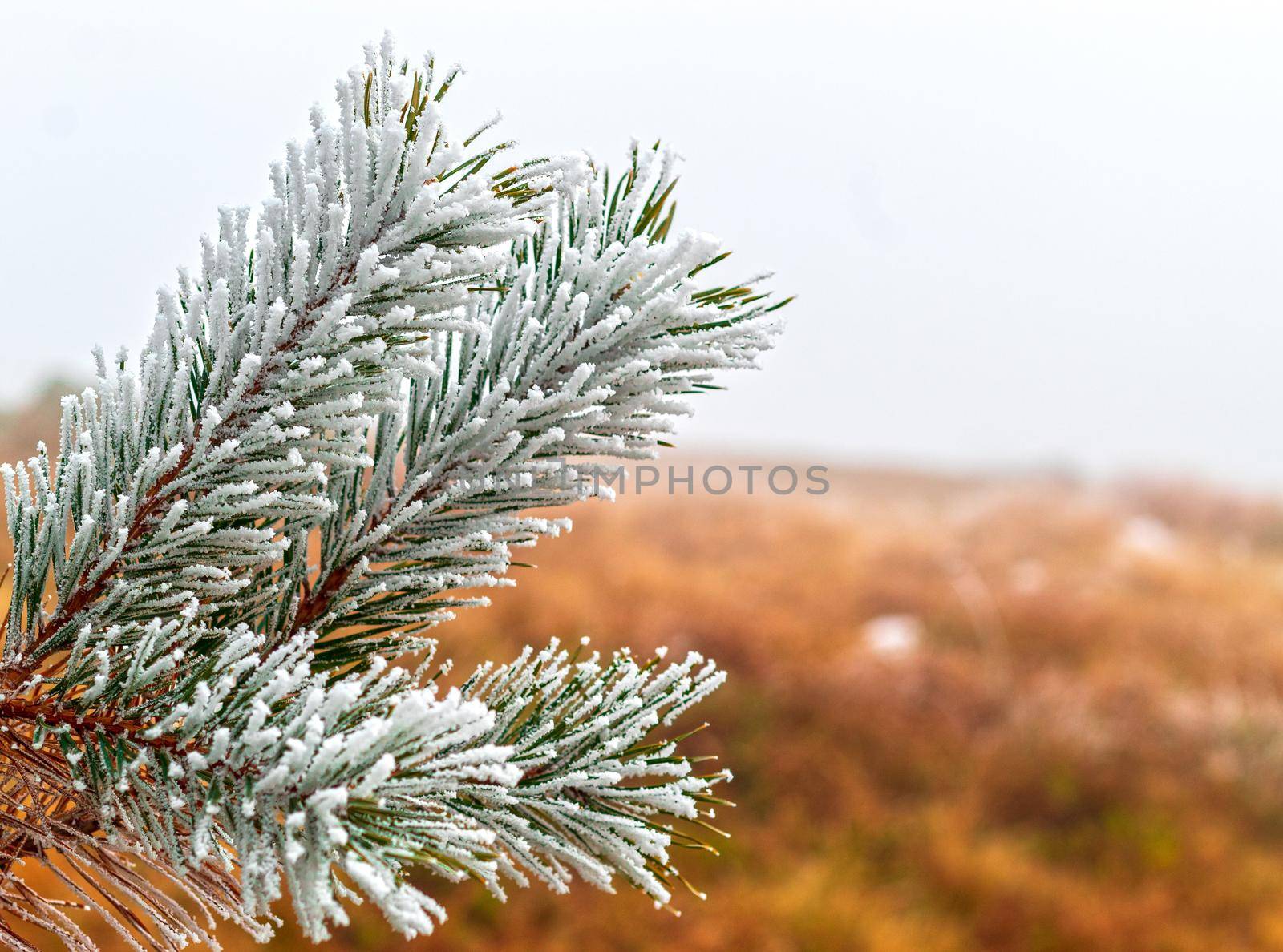 Fir branches covered with snow