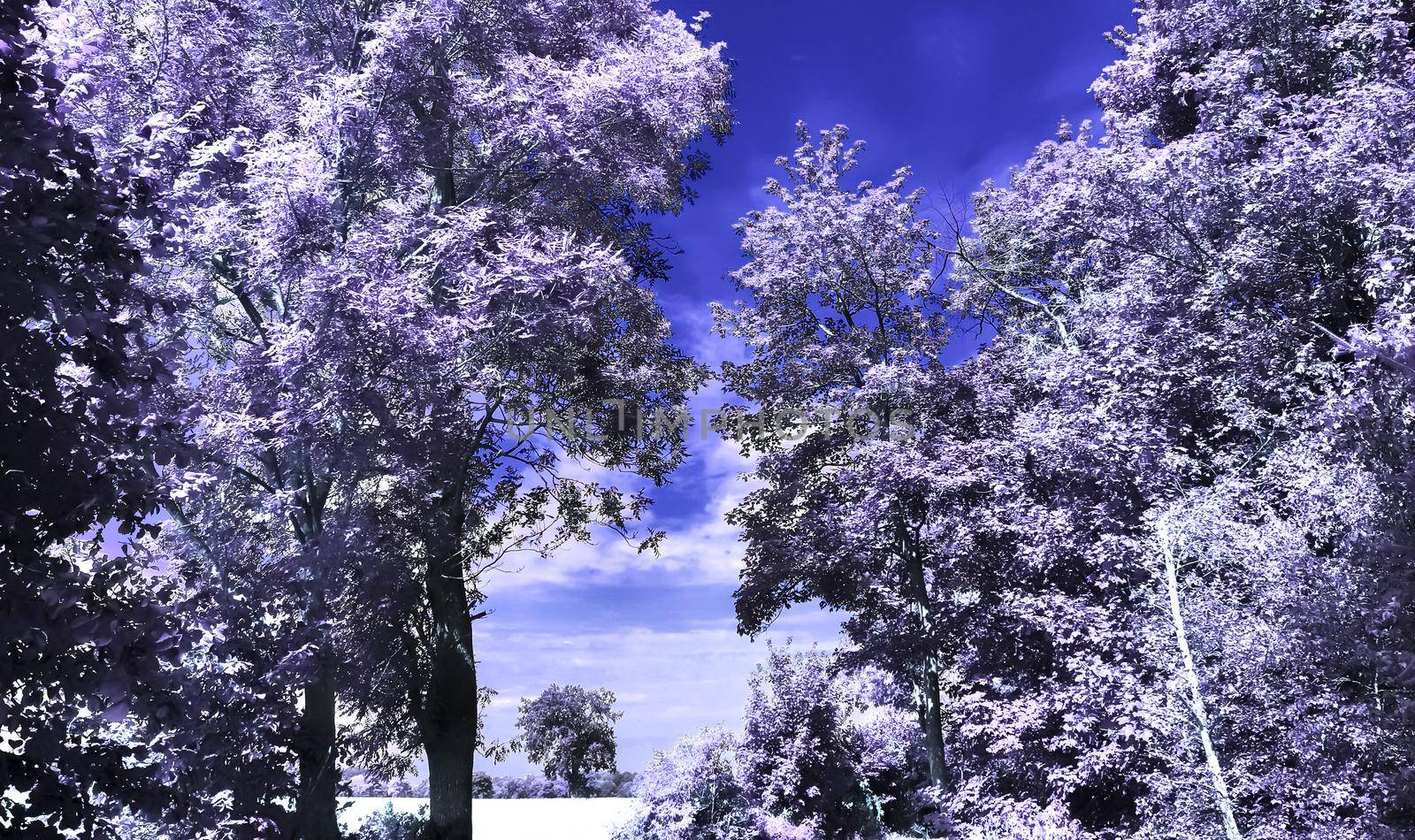 Beautiful purple infrared landscape in hires. by MP_foto71