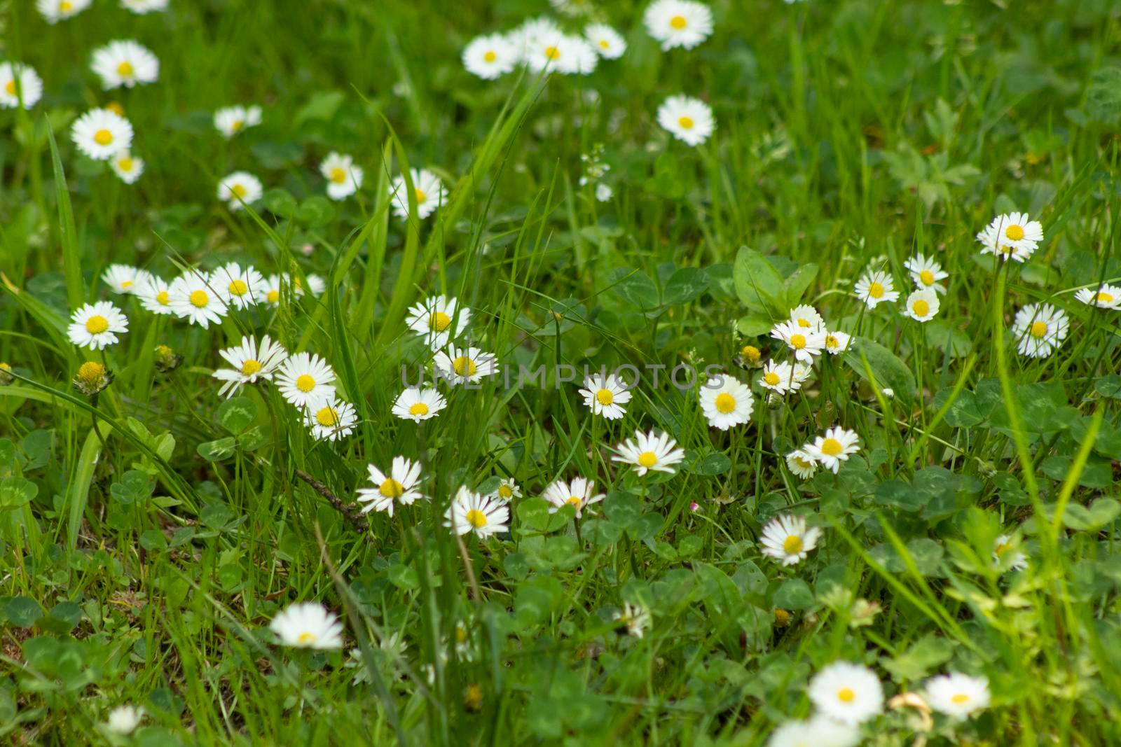 Three bright chamomile flowers with green background by bybyphotography