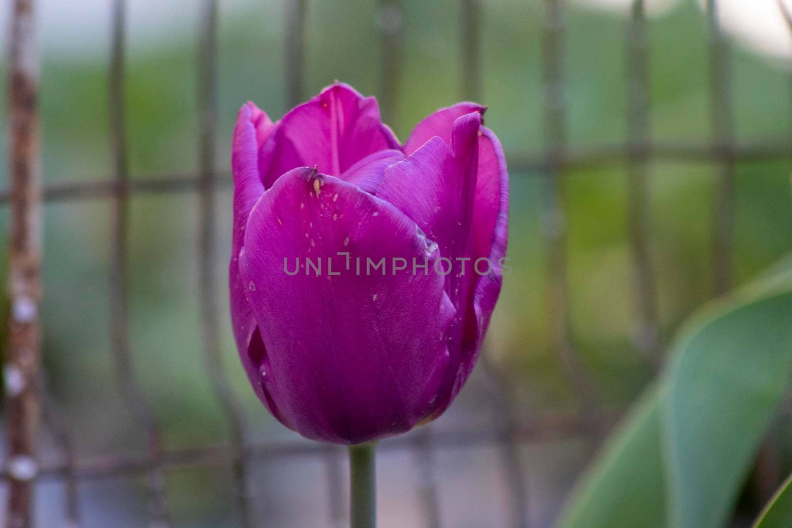 One single violet tulip flower background by bybyphotography