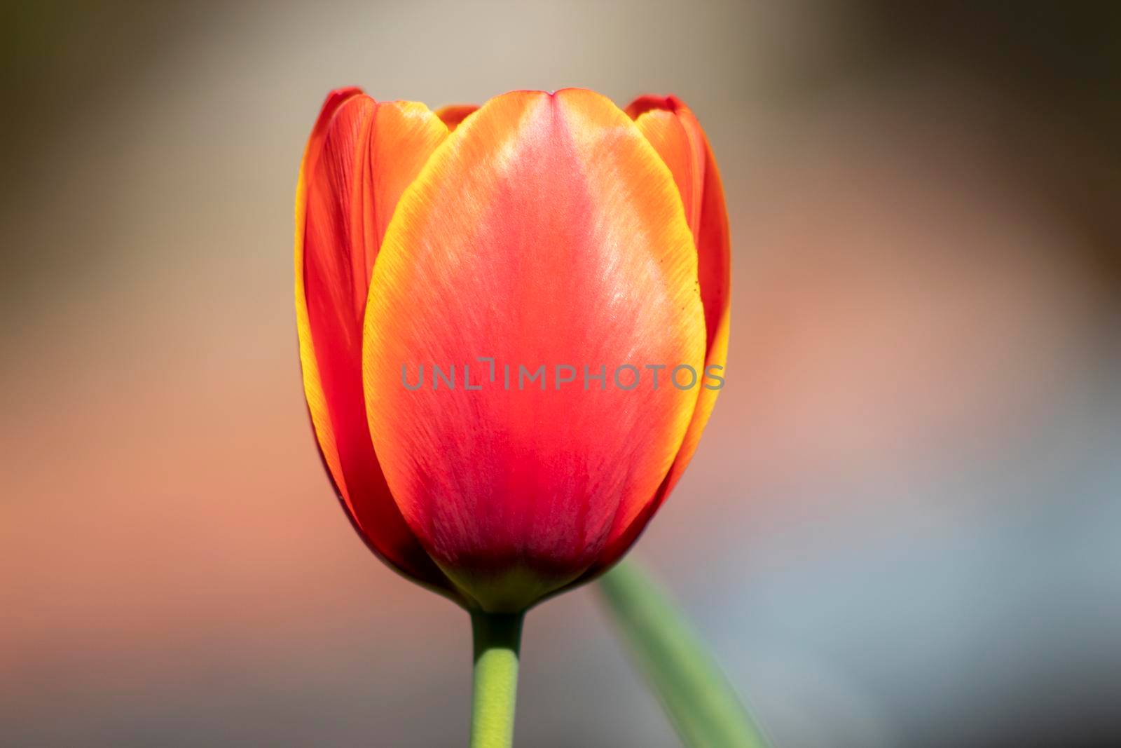 One single zoom red flower background by bybyphotography