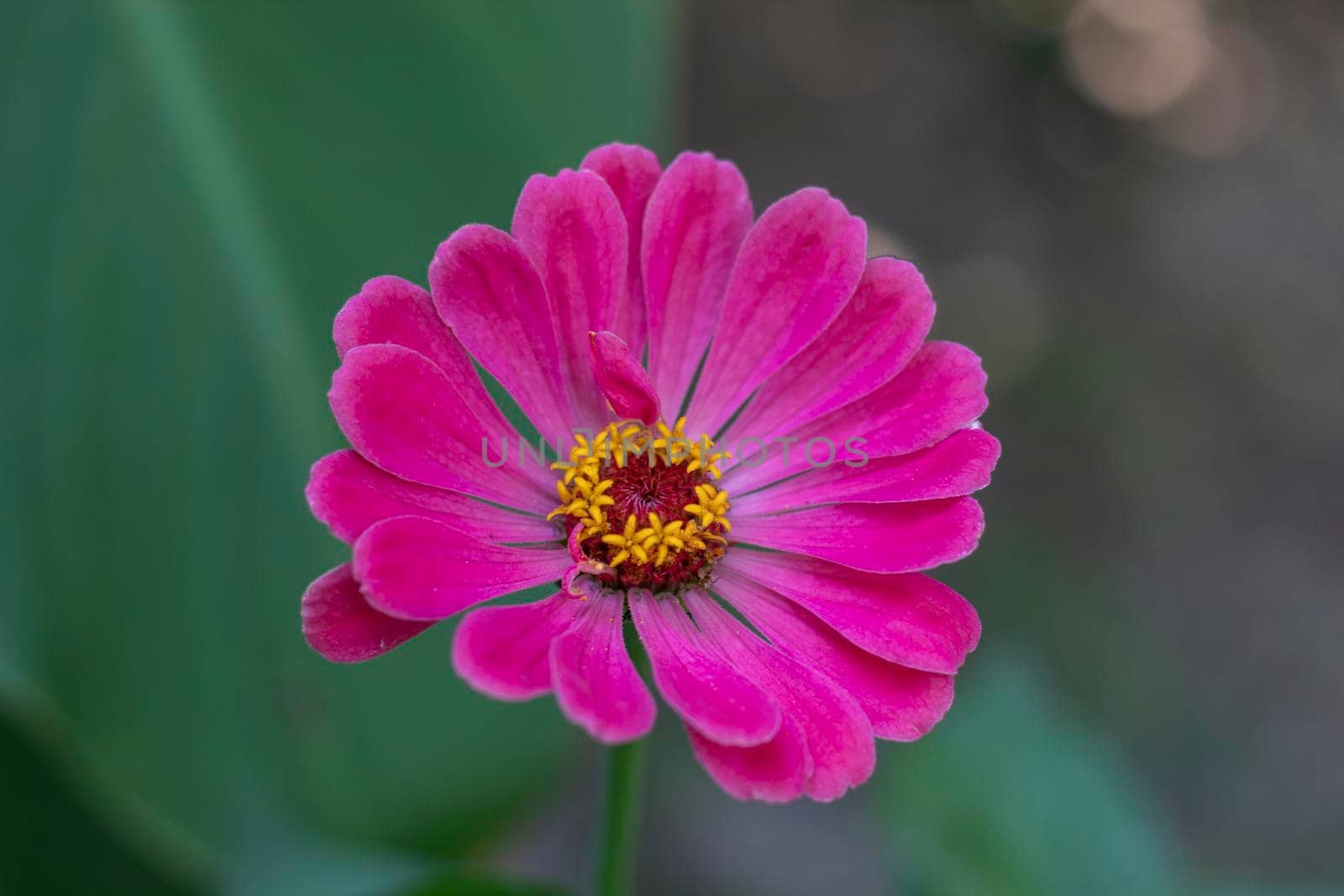 Pink closeup chrysanthemum flower background by bybyphotography