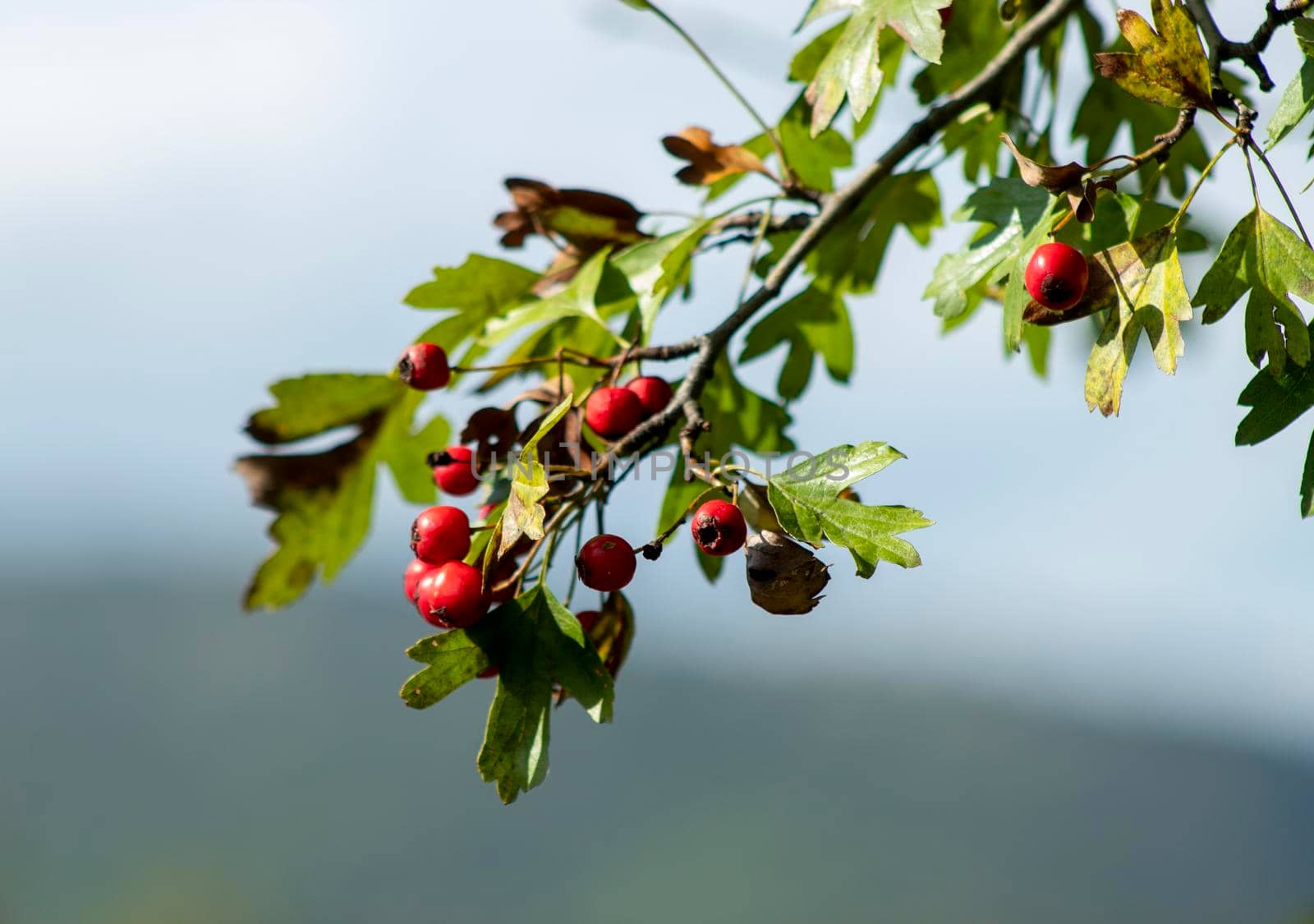 Ripe rosehips standing on their twigs by bybyphotography