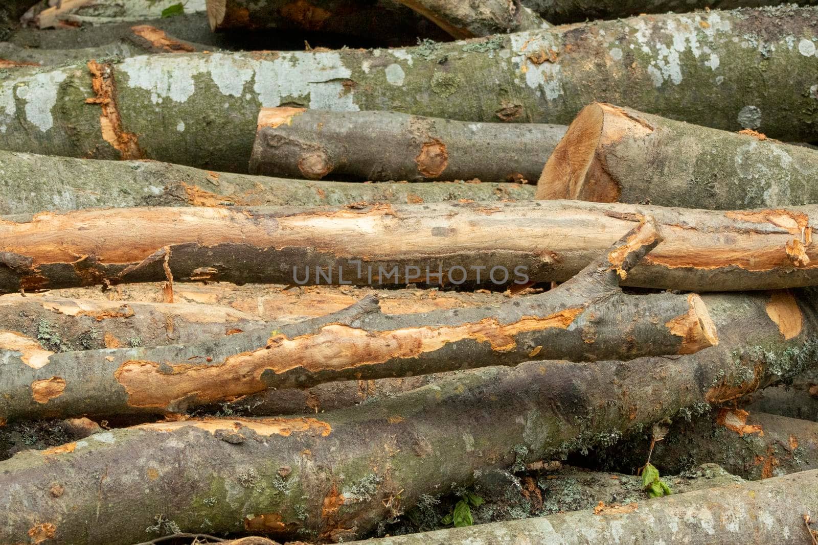 Strong large pieces of wood