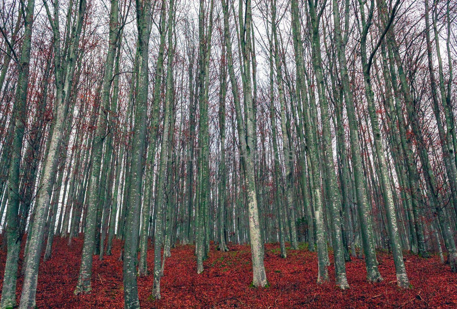 Tall and thick trees, in an old forest by bybyphotography