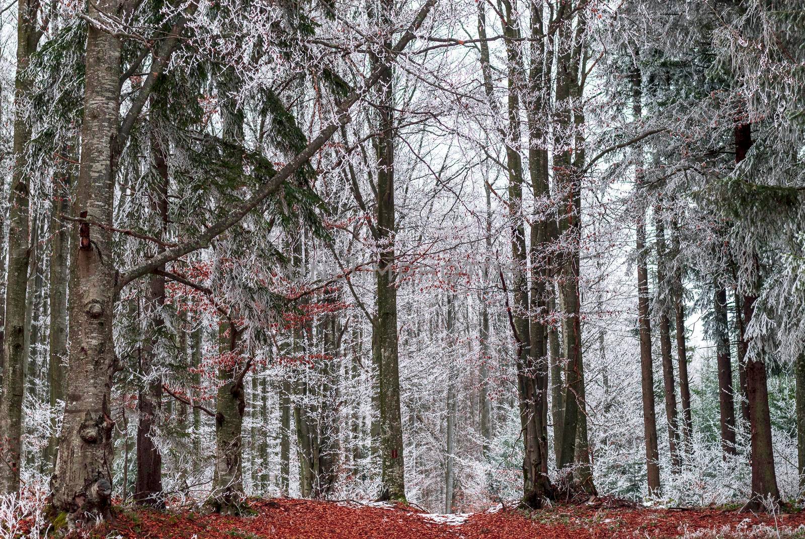 The beginning of the snow on the colorful and frozen forest in the middle of the mountain