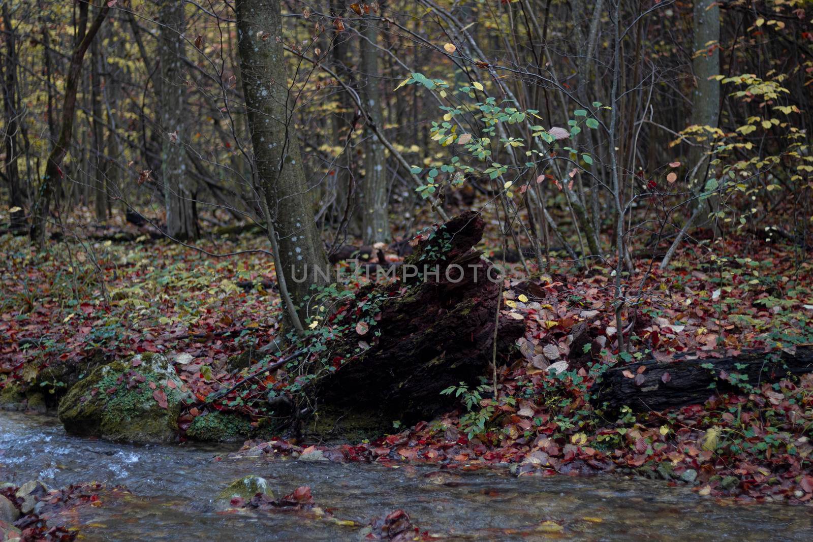 The hurried autumn that fell on the river