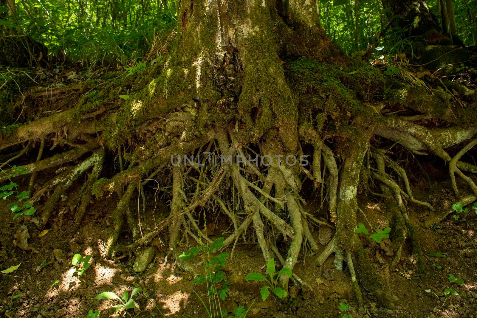 The strong roots of an old tree