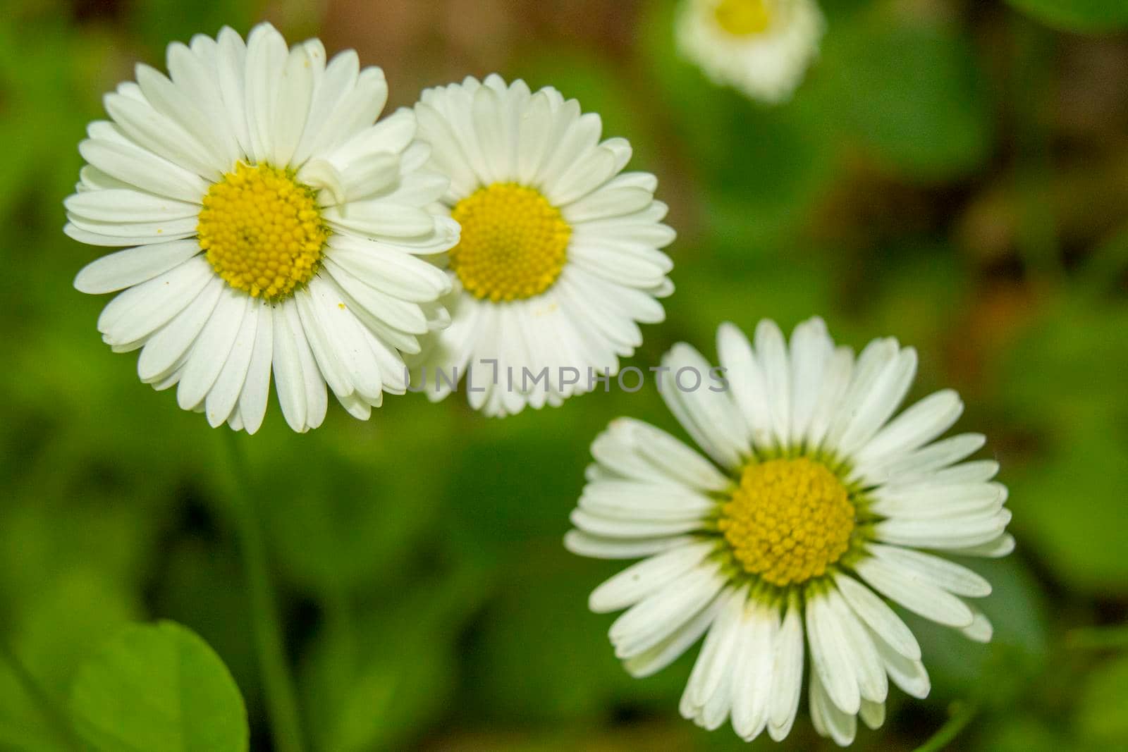 Three bright chamomile flowers with green background by bybyphotography