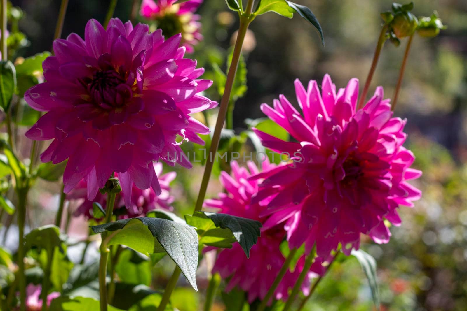 Two pink Dalia flowers in all their splendor