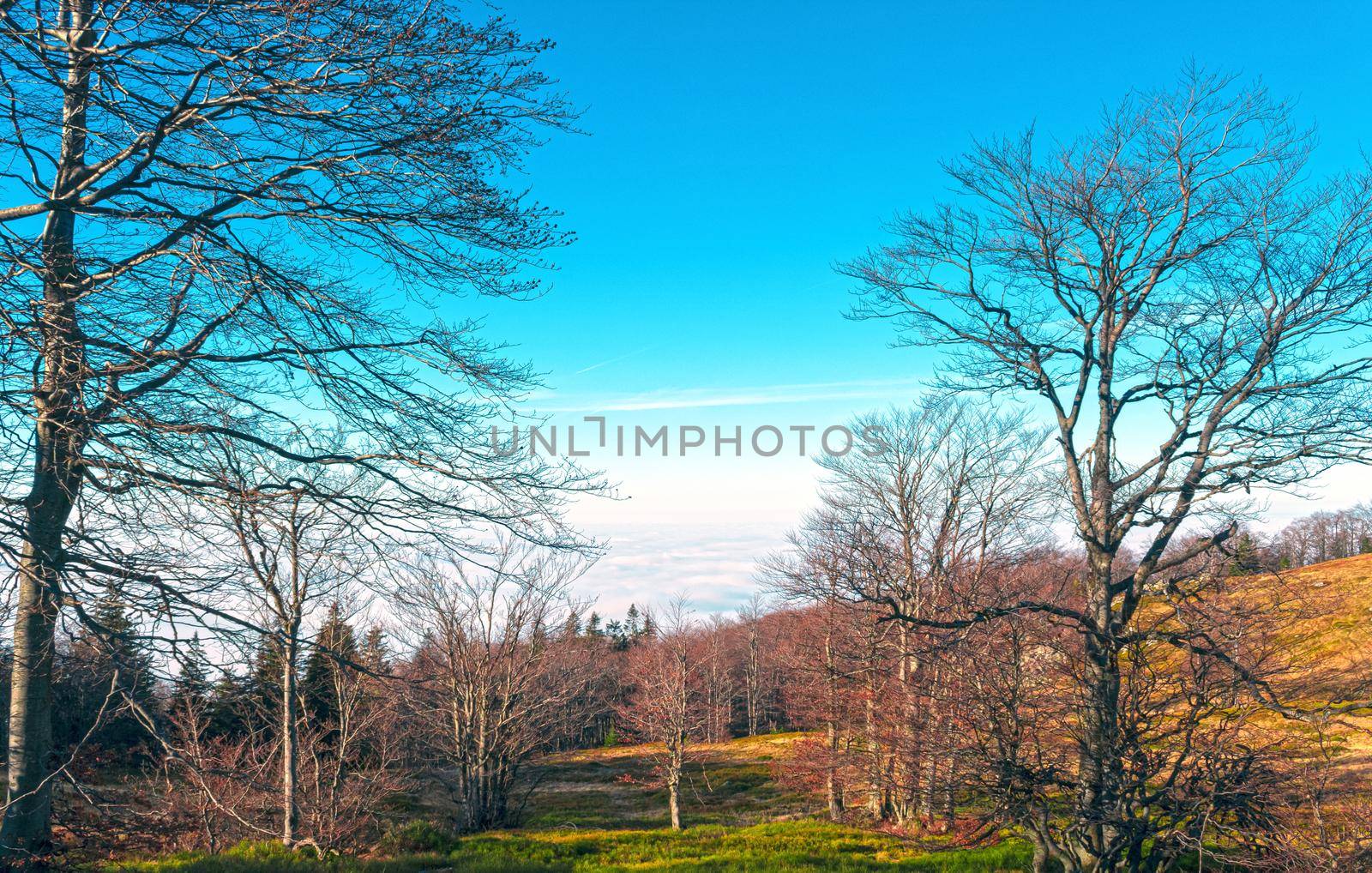 View of large trees in the forest from the top of the mountain in Romania, HDR image by bybyphotography