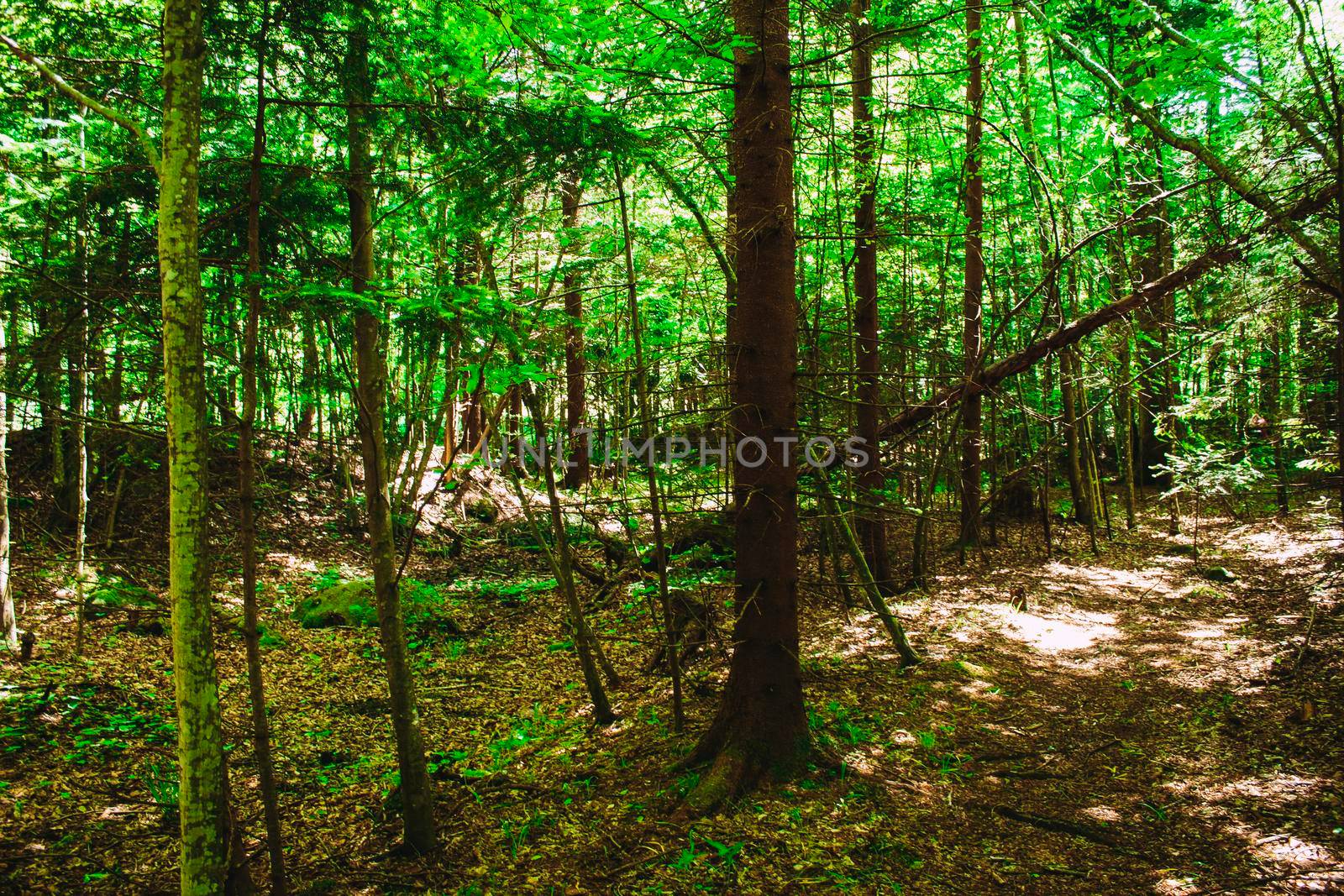 Very beautiful light green forest background by bybyphotography