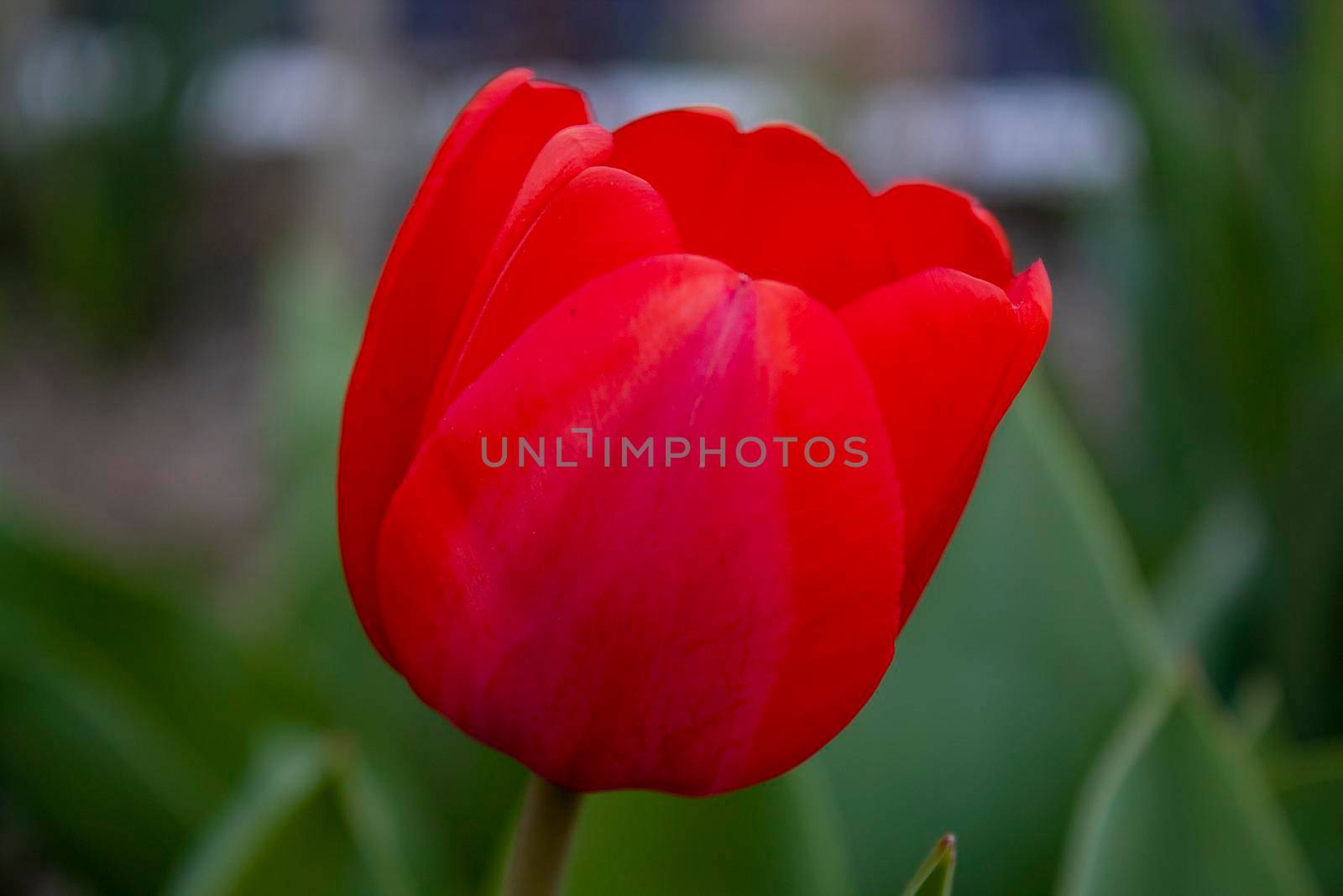 Zoom single red flower background by bybyphotography