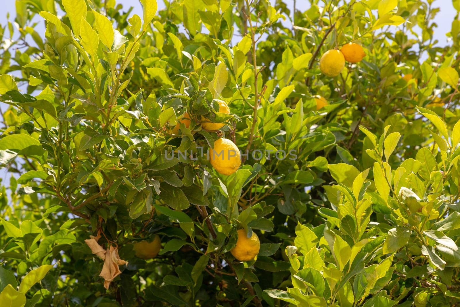 Lemon tree with ripe fruit on Rhodes island, Greece