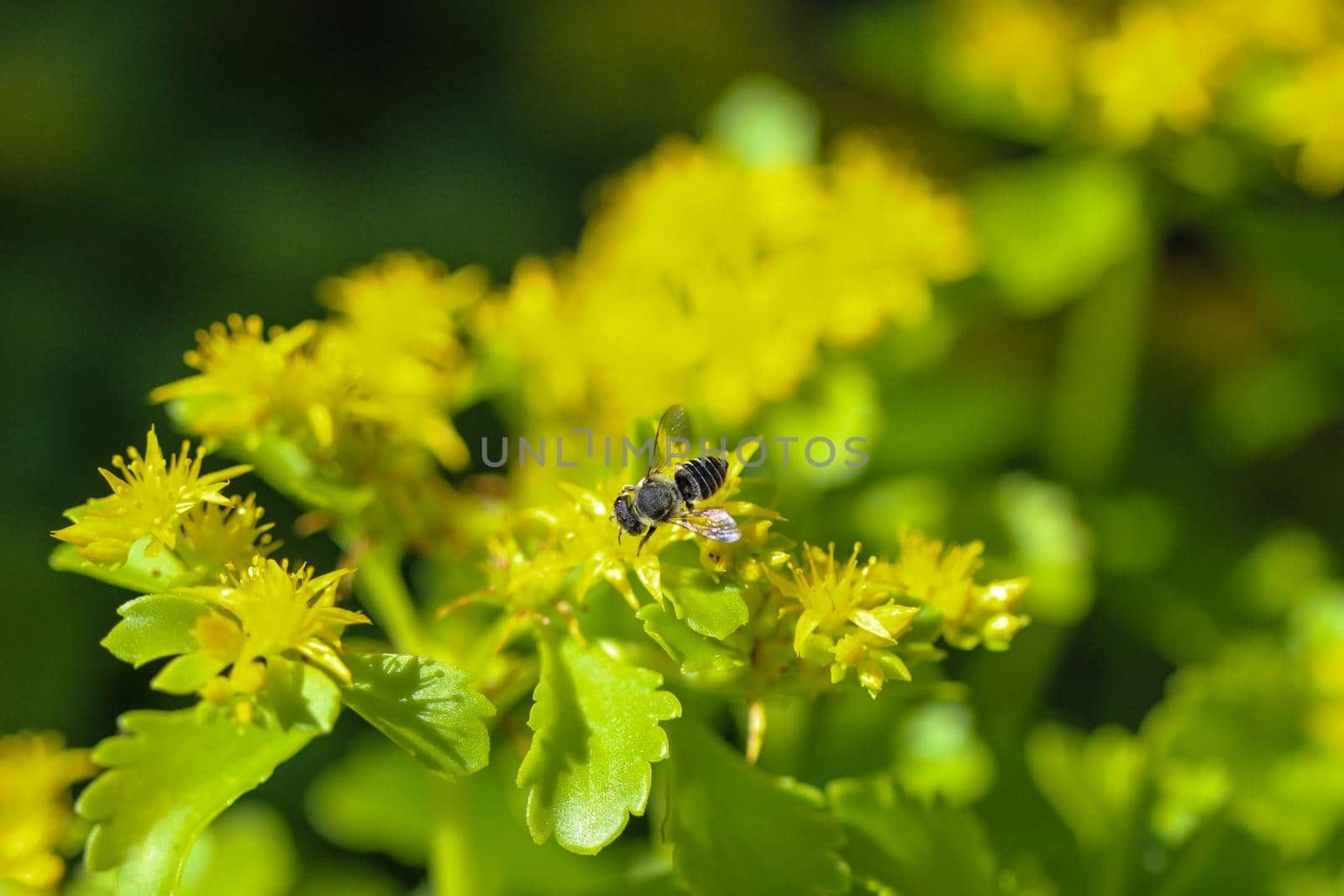 Bee on a yellow blossom with green background by reinerc