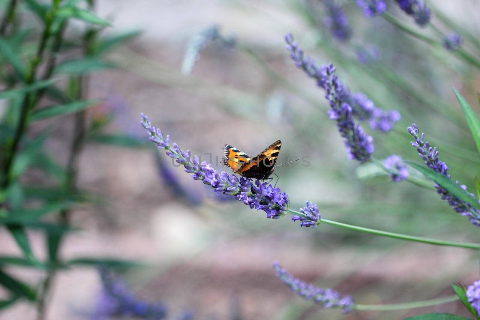 Small tortoiseshell butterfly on a lavender flower by reinerc