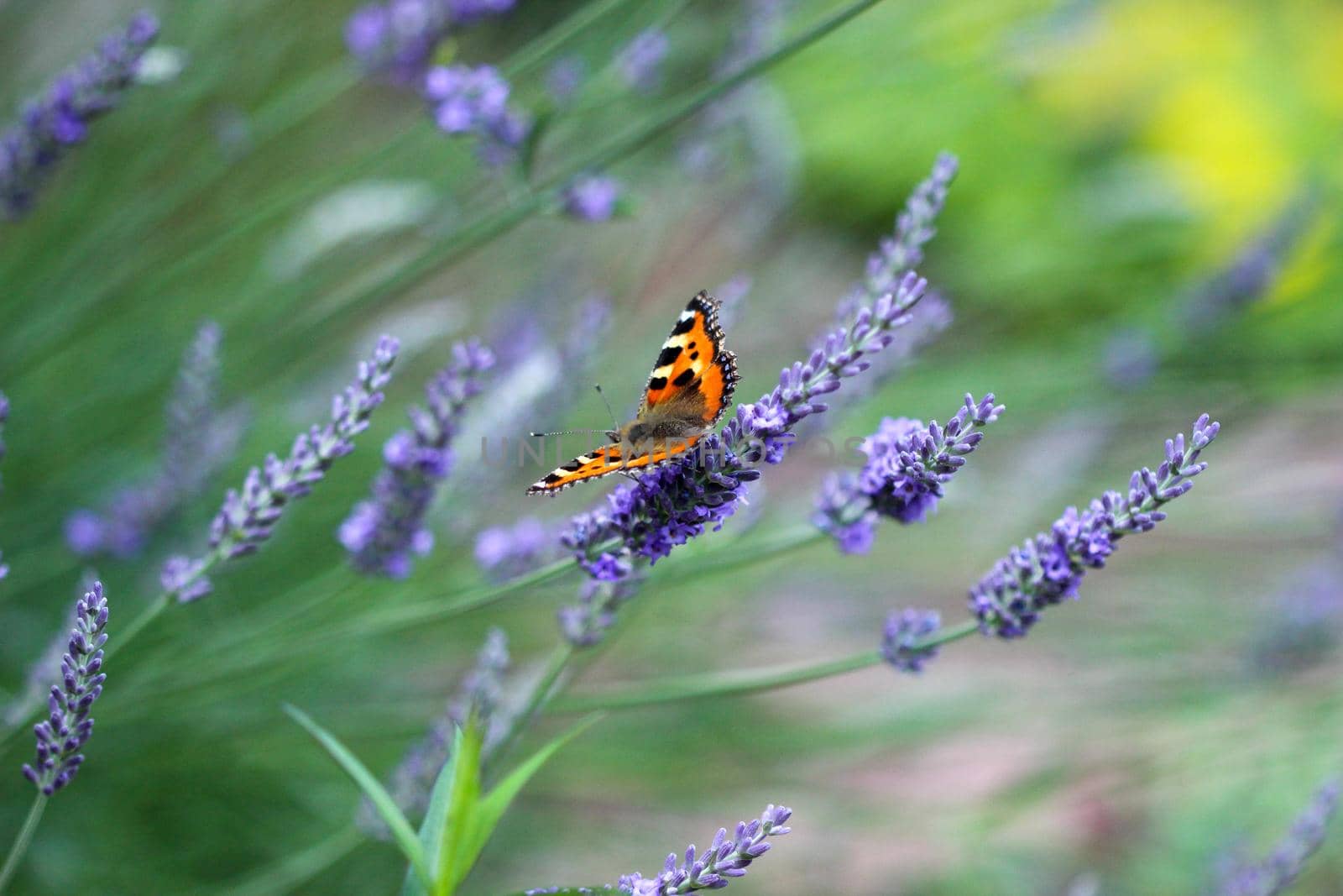 Small tortoiseshell butterfly on a lavender flower by reinerc