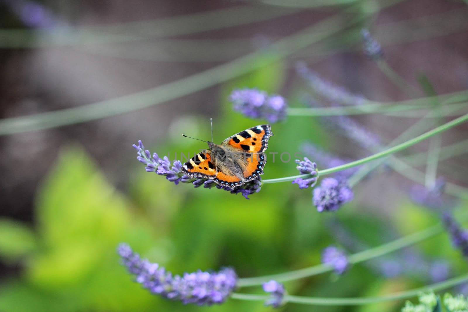 Small tortoiseshell butterfly on a lavender flower by reinerc