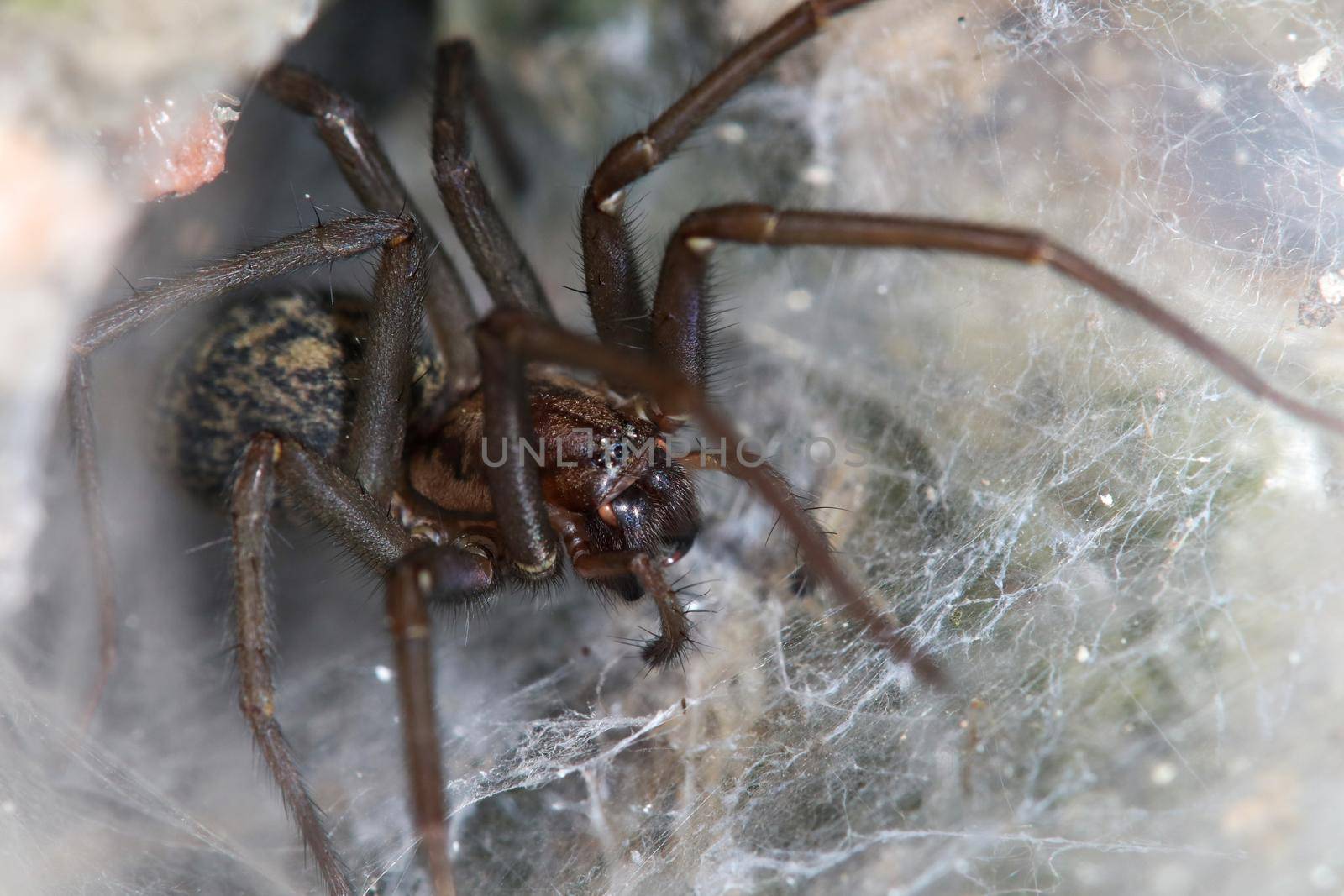 Close-up of a big house spider (tegenaria domestica) waiting in the spider web for insects