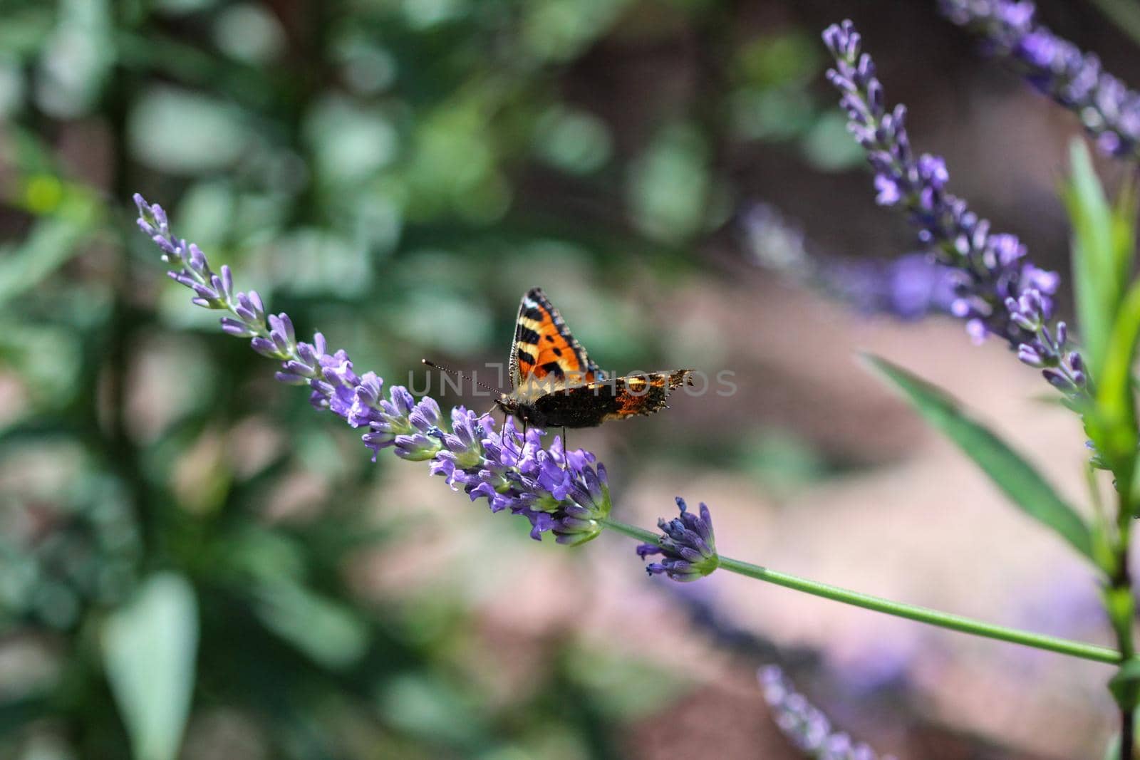 Small tortoiseshell butterfly on a lavender flower by reinerc