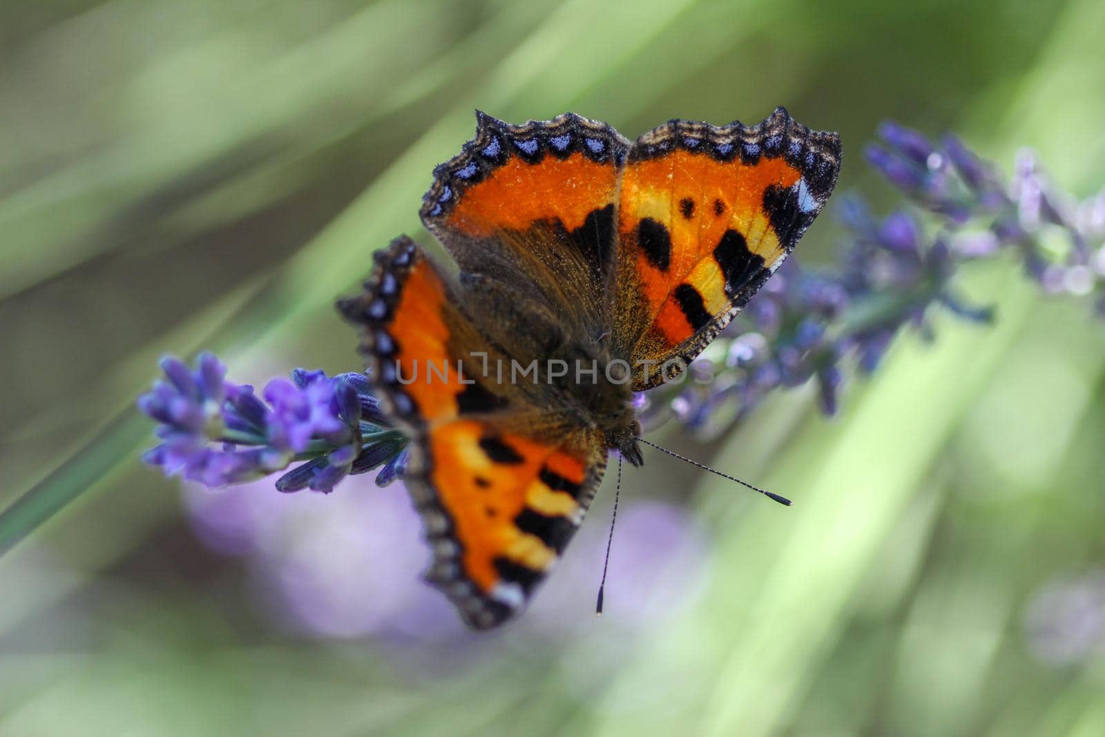 Small tortoiseshell butterfly on a lavender flower by reinerc