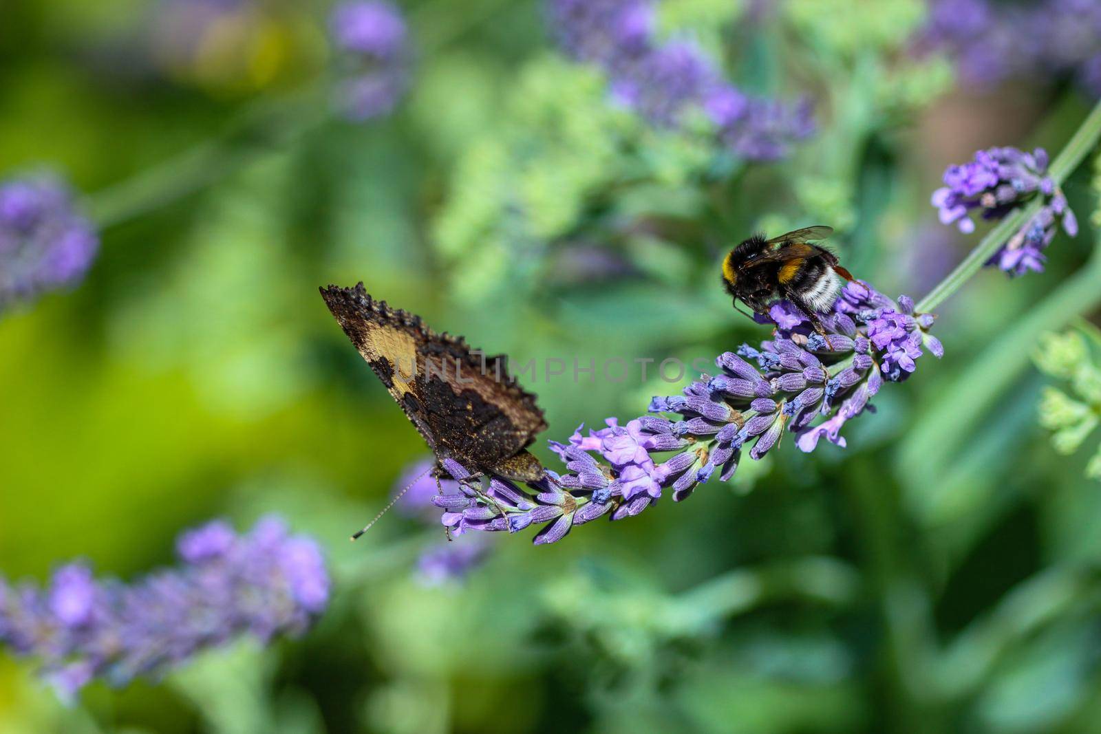 Humblebee (humble-bee) and small tortoiseshell butterfly together on lavender flower by reinerc