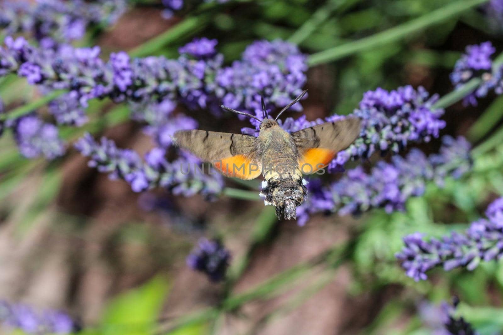 Kolibri hawk moth taking nectar from lavender by reinerc